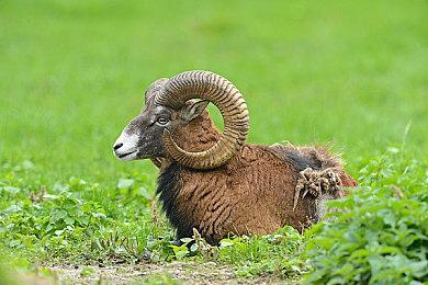 苹果游戏平台默默无闻？业界分析微软XGP人气理由